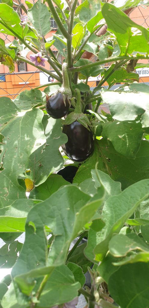 Green Skills courses at Outreach Foundation