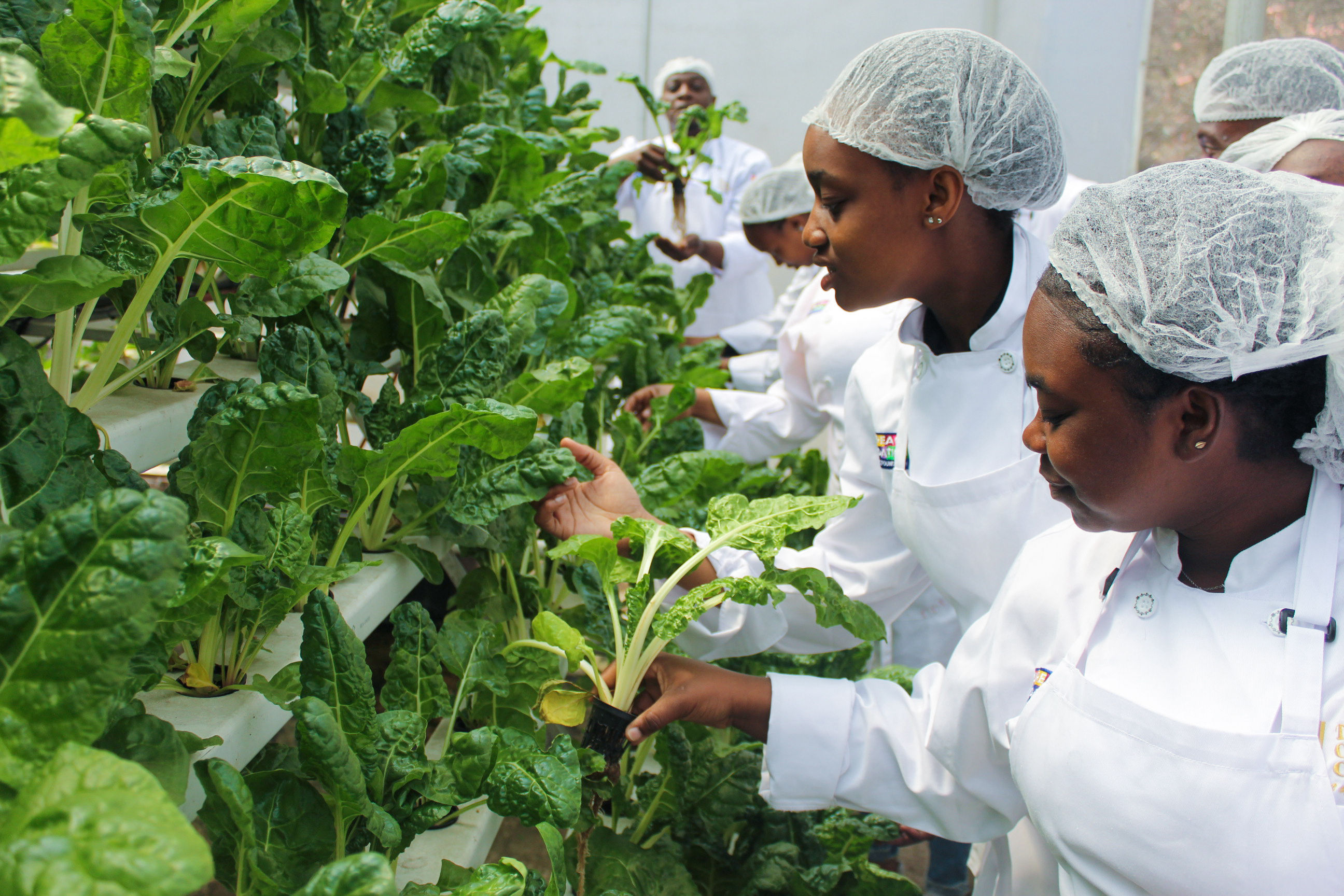 Roof top garden and green skills at Outreach Foundation